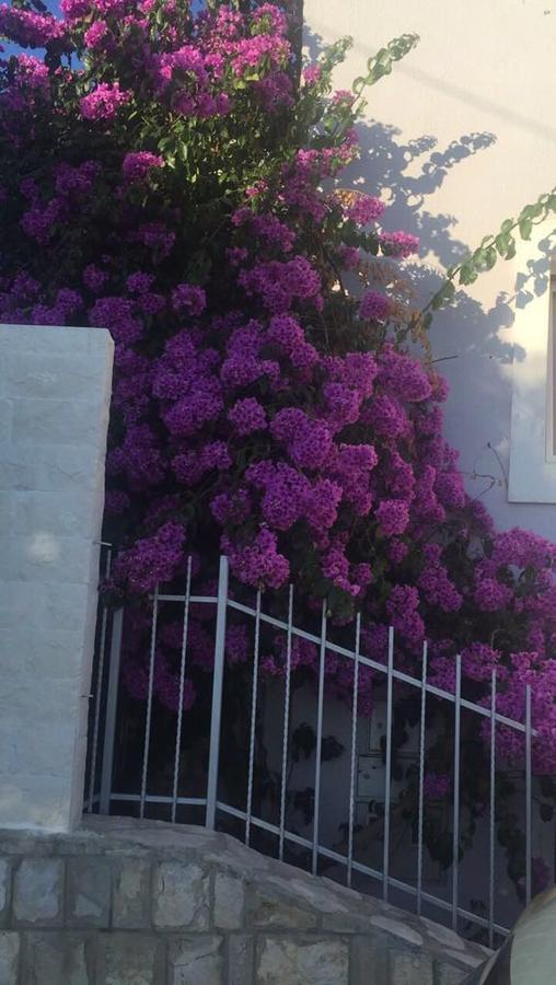 Apartament Palma Ceoce Budva
